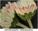 Wiosenne kwiaty w parku_2
