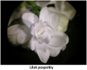 Wiosenne kwiaty w parku_32