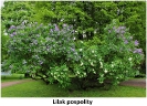 Wiosenne kwiaty w parku_36