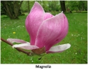 Wiosenne kwiaty w parku_38