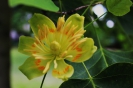 Tulipanowce amerykańskie_7