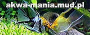 akwamania_logo