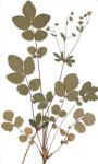 Pięciornik_skalny_Zielnik_MPD_2005 Pięciornik_skalny_Zielnik_MPD_2005